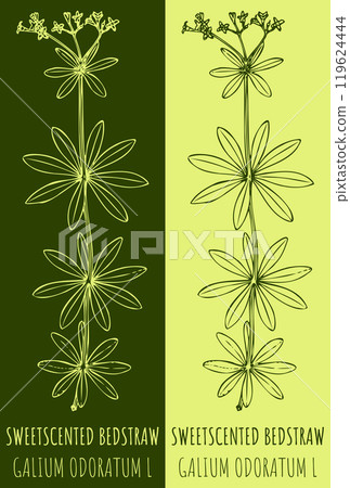 Vector drawings SWEETSCENTED BEDSTRAW. Hand drawn illustration. Latin name GALIUM ODORATUM L. Vector drawings SWEETSCENTED BEDSTRAW. Hand drawn illustration. Latin name GALIUM ODORATUM L. 119624444