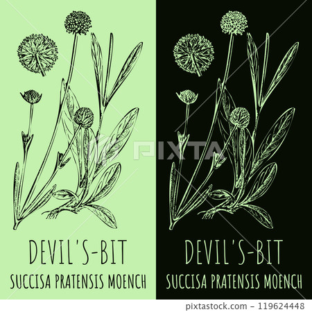 Vector drawings DEVIL'S-BIT . Hand drawn illustration. Latin name SUCCISA PRATENSIS MOENCH. Vector drawings DEVIL'S-BIT . Hand drawn illustration. Latin name SUCCISA PRATENSIS MOENCH. 119624448