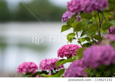hydrangea   119625142