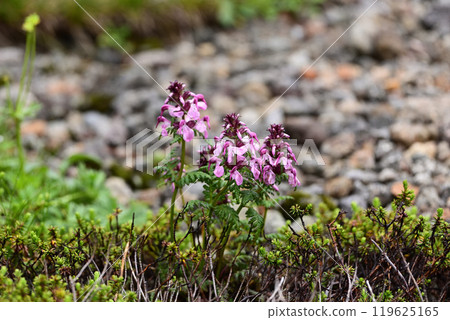 Yotsuba Shogama 119625165