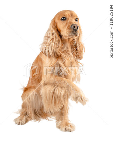 cocker spaniel posing with paw raised isolated on white background cocker spaniel posing with paw raised isolated on white background 119625194