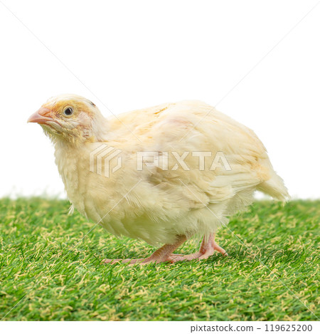 Young quail quail on green grass isolated on white 119625200