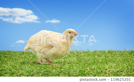 Portrait of a Young quail in the grass, copy space 119625201