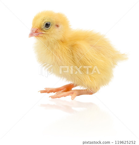 Baby of quail, fluffy yellow chick bird isolated on white background 119625252