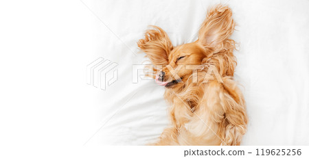 funny Spaniel with tongue out lying in a white bed at home. copy space, top view 119625256