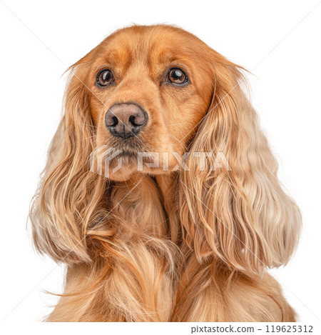 Portrait of a English cocker spaniel isolated on white background Portrait of a English cocker spaniel isolated on white background 119625312