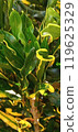 Fresh tropical climate croton plant 119625329