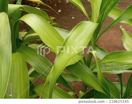 Fresh dracaena plants outdoors in the dry season 119625345