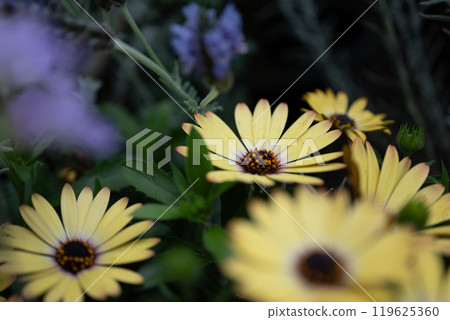 Osteoporum 119625360