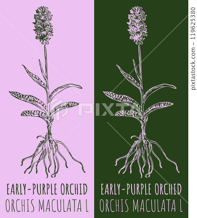 Vector drawings EARLY-PURPLE ORCHID. Hand drawn illustration. Latin name ORCHIS MACULATA L. Vector drawings EARLY-PURPLE ORCHID. Hand drawn illustration. Latin name ORCHIS MACULATA L. 119625380
