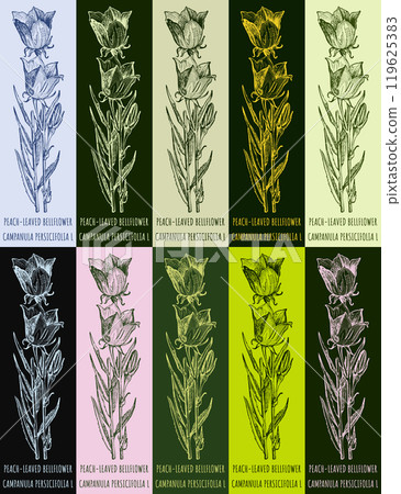 Set of vector drawing of PEACH-LEAVED BELLFLOWER in various colors. Hand drawn illustration. Latin name CAMPANULA PERSICIFOLIA L. Set of vector drawing of PEACH-LEAVED BELLFLOWER in various colors. Hand drawn illustration. Latin name CAMPANULA PERSICIFOLIA L. 119625383