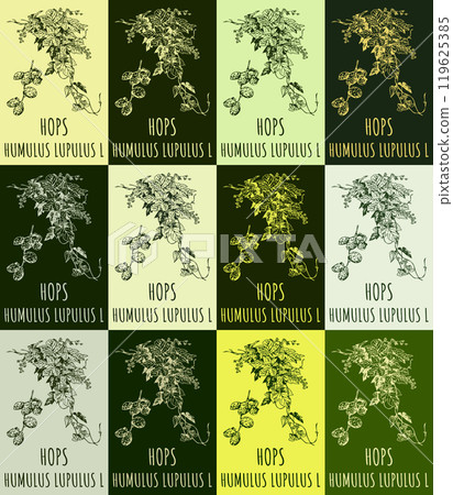 Set of vector drawing of HOPS in various colors. Hand drawn illustration. Latin name HUMULUS LUPULUS L. 119625385