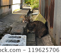 A cat relaxing in an alley 119625706