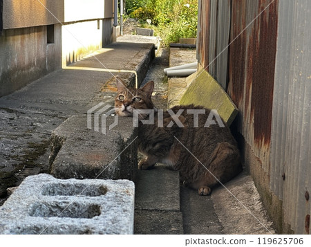 A cat relaxing in an alley A cat relaxing in an alley 119625706