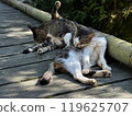 Two cats grooming themselves 119625707