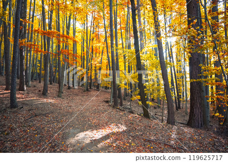 A serene forest shows off its autumn colors as golden and amber leaves blanket the ground. Sunlight streams through the trees, creating a peaceful atmosphere perfect for a nature walk. A serene forest shows off its autumn colors as golden and amber leaves blanket the ground. Sunlight streams through the trees, creating a peaceful atmosphere perfect for a nature walk. 119625717