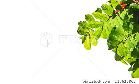 Tree top leaves Tropical Jungle Leaf isolated with clipping paths on white background 119625805