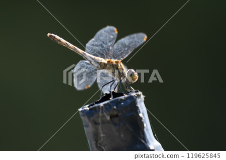 A dragonfly that rests 119625845