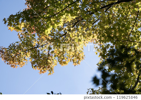 Fall foliage begins to make you fall in love with colors 119625846