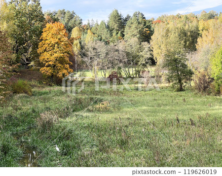 Colorful lush forest in autumn season. Landscape of autumnal wild nature 119626019