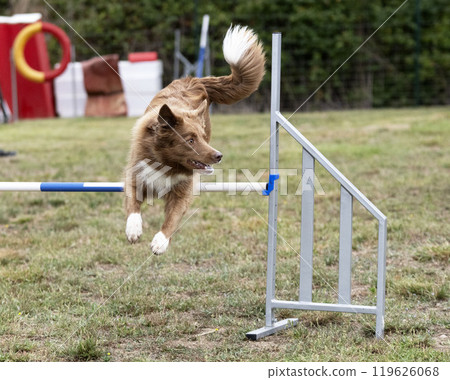 dog and agility dog and agility 119626068