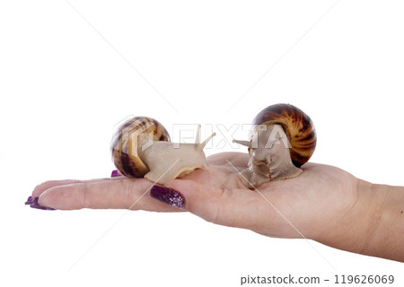 giant african snail 119626069