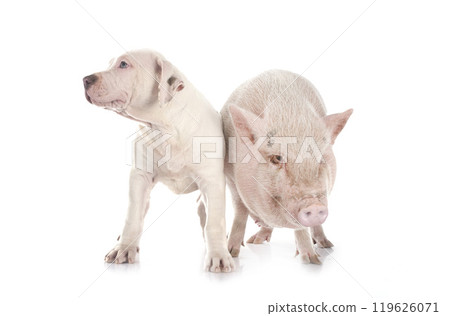 miniature pig and dog 119626071