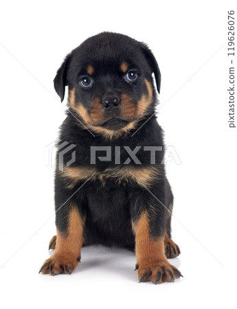 puppy rottweiler in studio 119626076