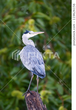 Portrait of a grey heron perched on a tree stump against colourful background Portrait of a grey heron perched on a tree stump against colourful background 119626156