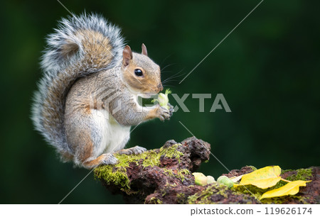 Portrait of a grey squirrel eating green hazelnut on a mossy tree stump in autumn 119626174