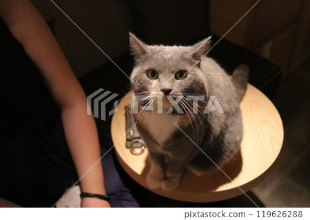 Cat sitting on table and looking up Cat sitting on table and looking up 119626288