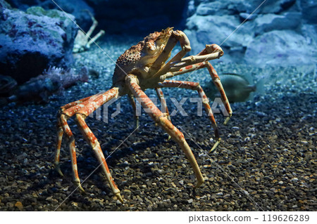 The japan spider king crab or alaska king crab at kaiyukan aquarium , Osaka ,Japan 119626289