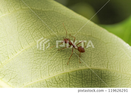 Close up red ant on green leaf in nature garden 119626291