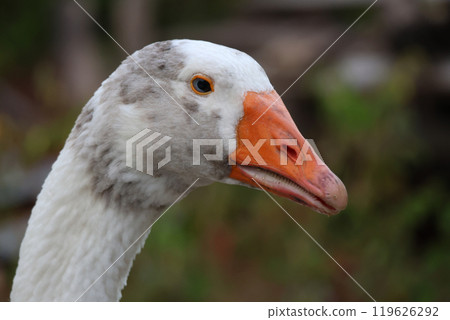 Close up head White goose in garden Close up head White goose in garden 119626292