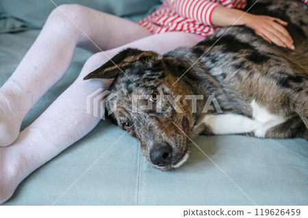 close-up view of looking at camera dog lying next to little girl who is caressing it 119626459