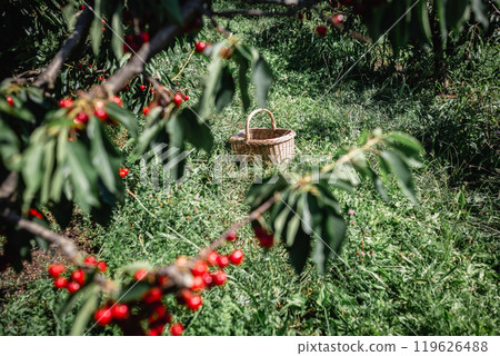 wide angle view of cherries on the trees and the basket on the grass 119626488