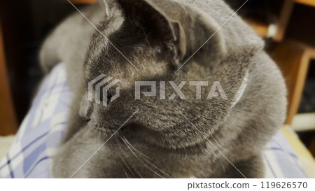 Cute cat lying on his knees of male owner and relaxing at home. Beautiful gray kitten looking into camera indoor. Portrait of resting pretty kitty. Concept of adorable domestic animal Cute cat lying on his knees of male owner and relaxing at home. Beautiful gray kitten looking into camera indoor. Portrait of resting pretty kitty. Concept of adorable domestic animal 119626570