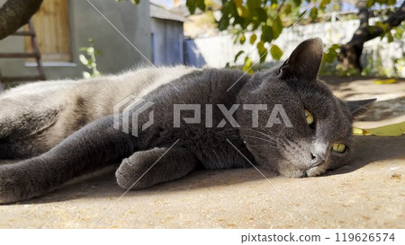 Cute sleepy kitten lying at yard his home at summer day. Pretty gray kitty relaxing at nature. Portrait of resting beautiful cat outdoor. Concept of adorable domestic animal. Close up Slow motion 119626574