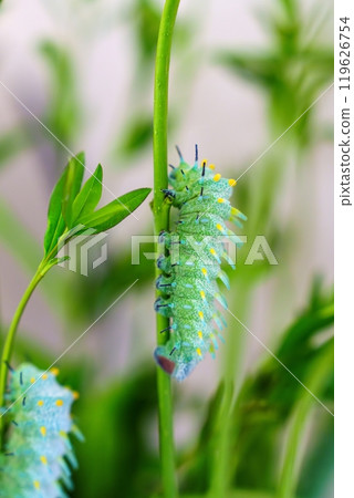 Graceful Green Caterpillar on a Branch with Blurred Foliage Background 119626754
