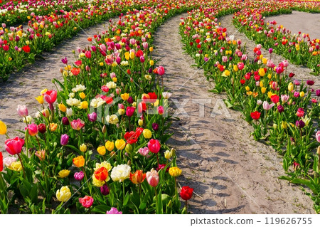 Vibrant tulip field with colorful rows of flowers under the bright sun, Netherlands 119626755