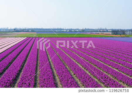 A Gorgeous Purple Flower Field Beneath a Clear Blue Sky Highlighting Natures Vibrant Beauty, Netherlands A Gorgeous Purple Flower Field Beneath a Clear Blue Sky Highlighting Natures Vibrant Beauty, Netherlands 119626758