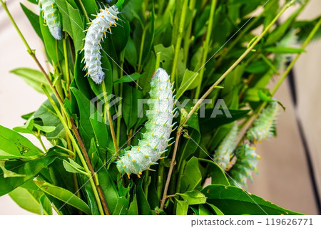 A Green Caterpillar with White and Blue Markings Crawling on a Branch Surrounded by Green Leaves 119626771