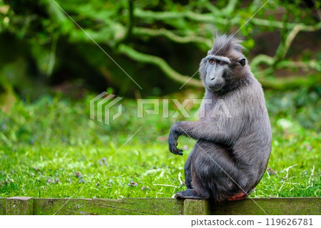 Barbary macaque monkey sitting on a wooden fence in a lush green park with blurred background Barbary macaque monkey sitting on a wooden fence in a lush green park with blurred background 119626781