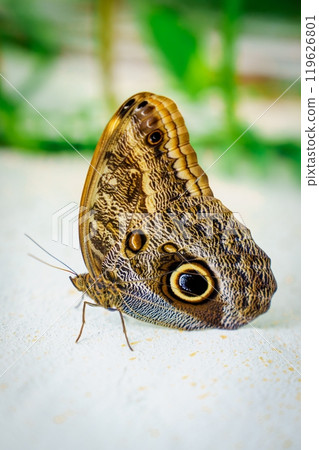 Vibrant Closeup of a Colorful Butterfly with Unique Wing Patterns on a White Background Vibrant Closeup of a Colorful Butterfly with Unique Wing Patterns on a White Background 119626801
