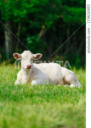 Beautiful Close-up of a Curious White Cow Lying on Green Grass in a Lush Pasture Setting Beautiful Close-up of a Curious White Cow Lying on Green Grass in a Lush Pasture Setting 119626805