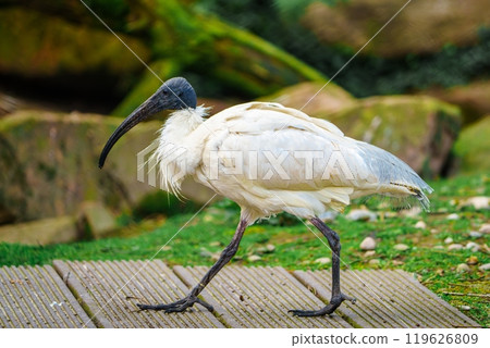 Lonely white ibis walking on the wooden planks near the water with blurred background 119626809