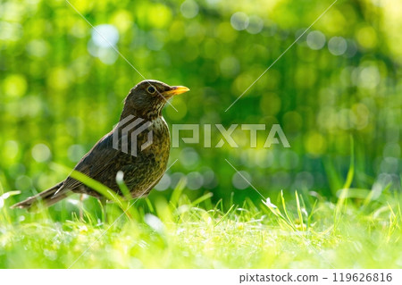 Small black bird with yellow beak standing on green grass in warm sunlight 119626816
