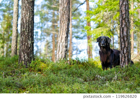 Black dog standing in a lush green forest with a slight smile on its face Black dog standing in a lush green forest with a slight smile on its face 119626820