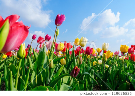 Field of vibrant tulips in full bloom under a blue sky with white clouds, Netherlands 119626825