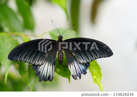 Graceful black butterfly with white wing markings perched on a vibrant green leaf Graceful black butterfly with white wing markings perched on a vibrant green leaf 119626836